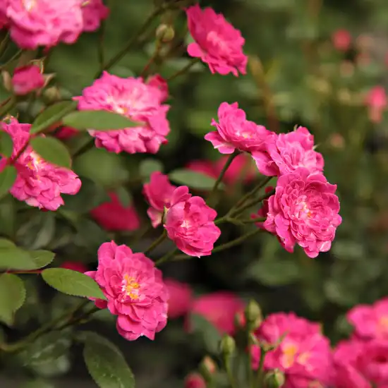 Roz - trandafiri miniatur - pitici